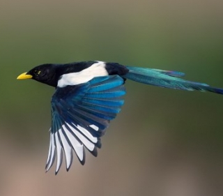 Black and white Yellow-billed Magpie flying to the left with a blurred background