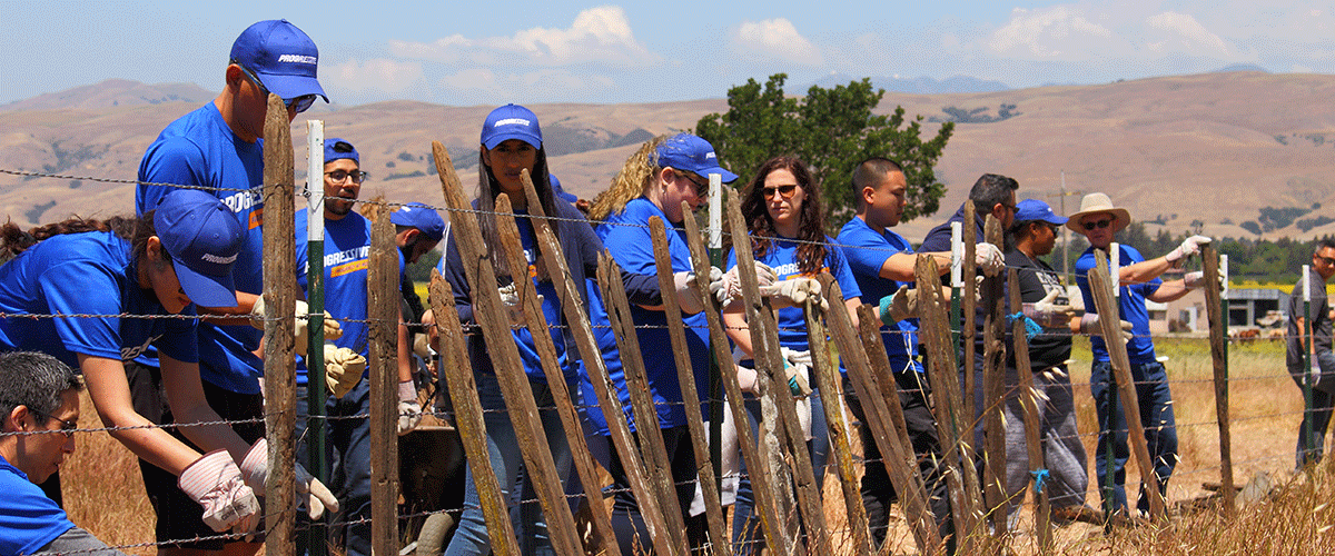 Large group of volunteers in blue Progressive shirts and hats working on an old fence in a field