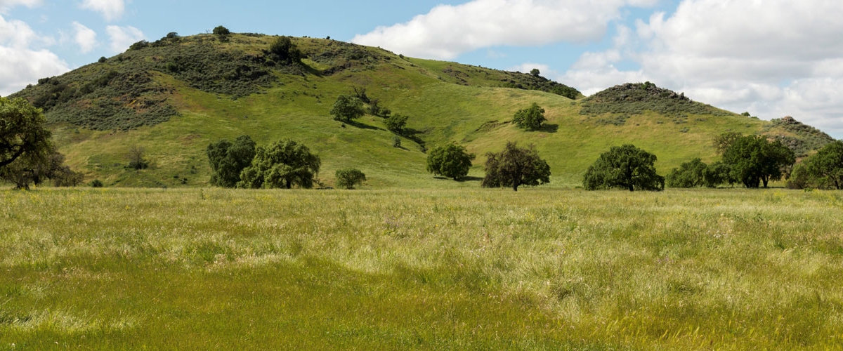 Looking across a lush green meadow towards large oak trees and rolling green hills under a blue sky with fluffy white clouds
