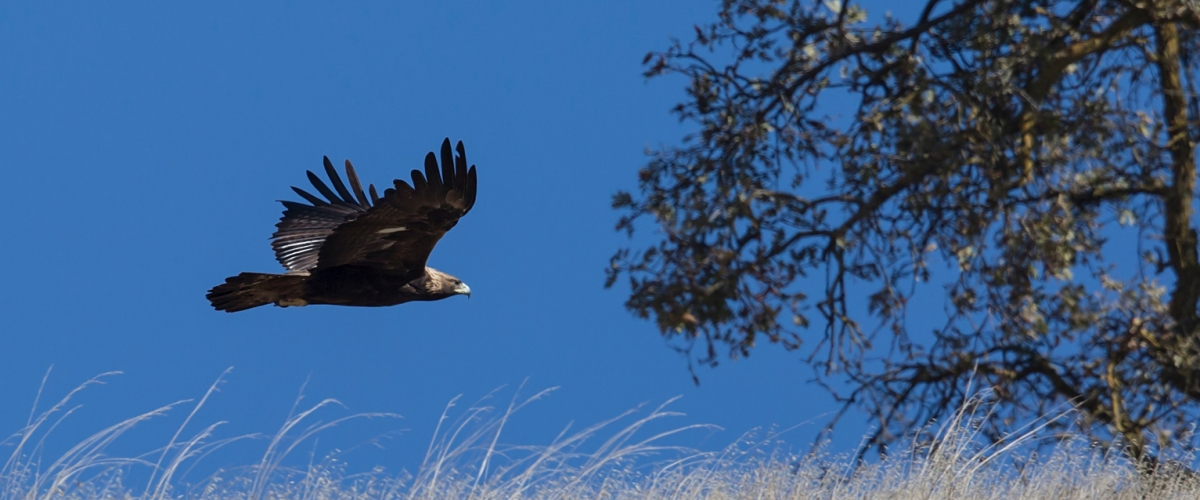 Golden Eagle flying low over tall grass towards an oak tree against a blue sky