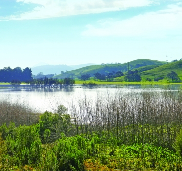Green reeds and plants surrounding the Laguna Seca wetland full of water, trees and green hills in the distance under a blue sky
