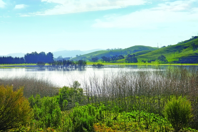 Green reeds and plants surrounding the Laguna Seca wetland full of water, trees and green hills in the distance under a blue sky