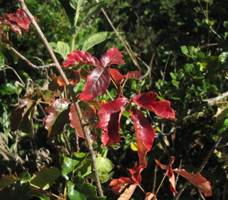 Red, shiny Poison Oak leaves with green foliage in background