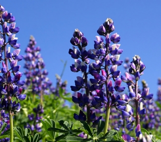 Hillside covered in purple and white Lupine blooms against a blue sky