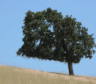 Dark Coast Live Oak on golden grassy hill with clear blue sky
