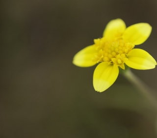 Single Goldfields flower with five bright yellow petals and tiny florets making up the center of the flower