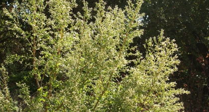 Light green shrubby plant with tiny leaves