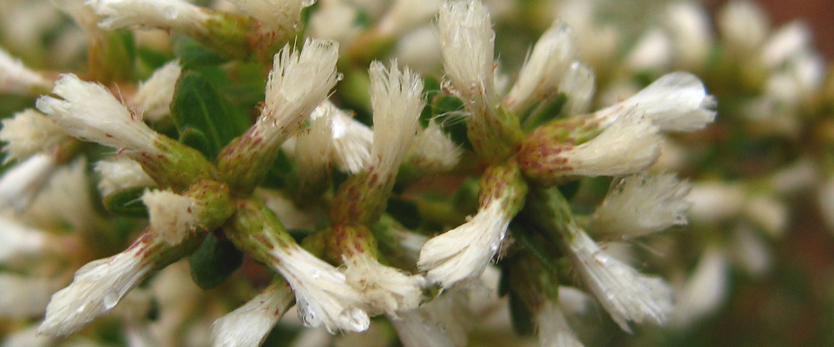 Close-up of the Coyote Brush's small creamy white flowers