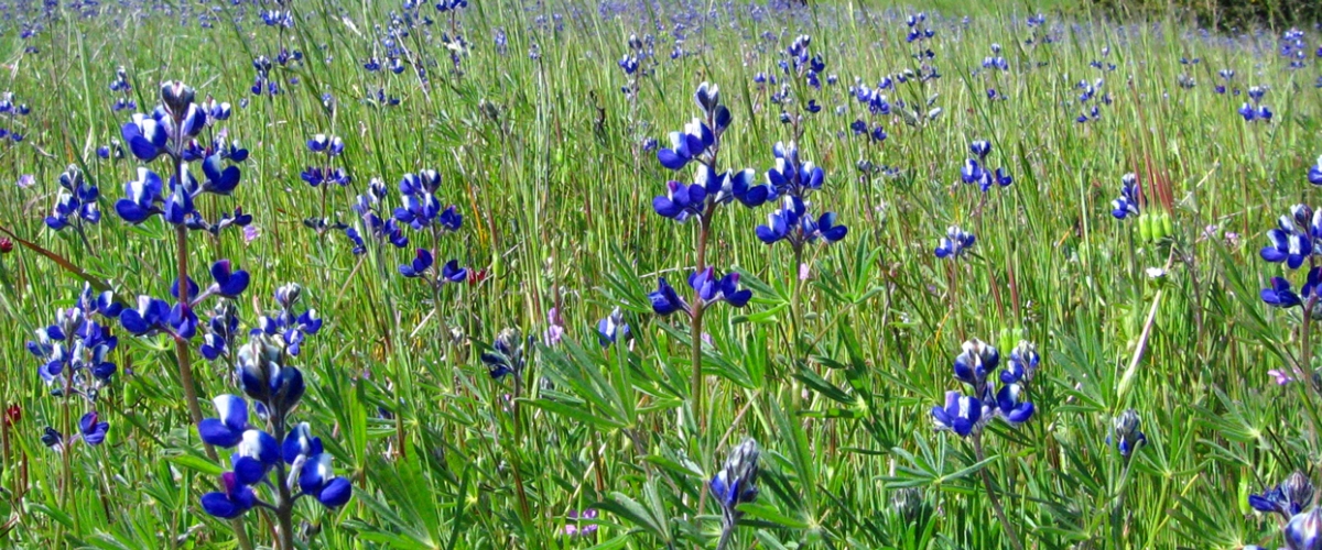 Field of green grass and purple Lupine flowers