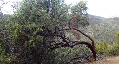 Bigberry manzanita with green leaves and very curved trunk leaning over to the left, forest-covered hillsides in distance 