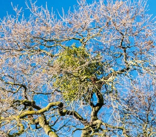 Clump of bright green Mistletoe clustered in the bare branches of a tree with a blue sky behind