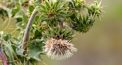 Mount Hamilton thistle with a thick, upright stem, toothed leaves, and white flower with many thin petals nodding forward on its stalk