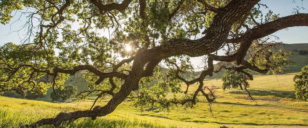 Large, leaf covered Valley Oak branches curving down towards grassy hillside, sunlight shining through the leaves