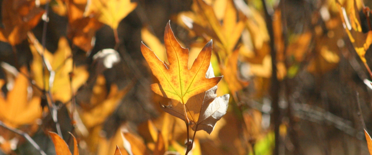 Orange-brown Sycamore leaves in autumn