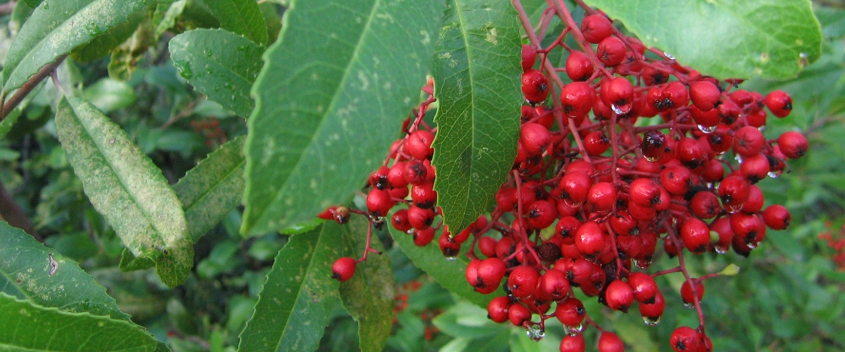 Bright red Toyon berries growing in cluster against dark green leaves, covered in dew