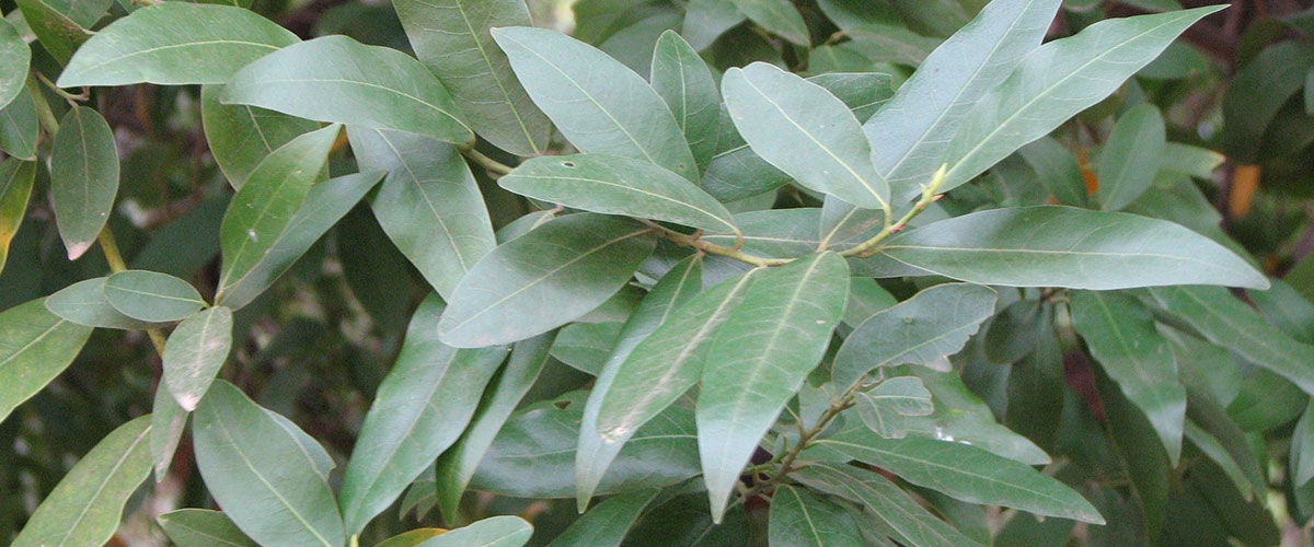Green, smooth, long, oblong-shaped leaves of the California bay laurel