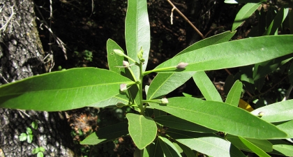Green, smooth, long, oblong-shaped leaves of the California bay laurel against a dark background
