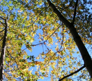 Bigleaf maple trees towering above as camera looks up at blue sky through the trees' green and yellow leaves