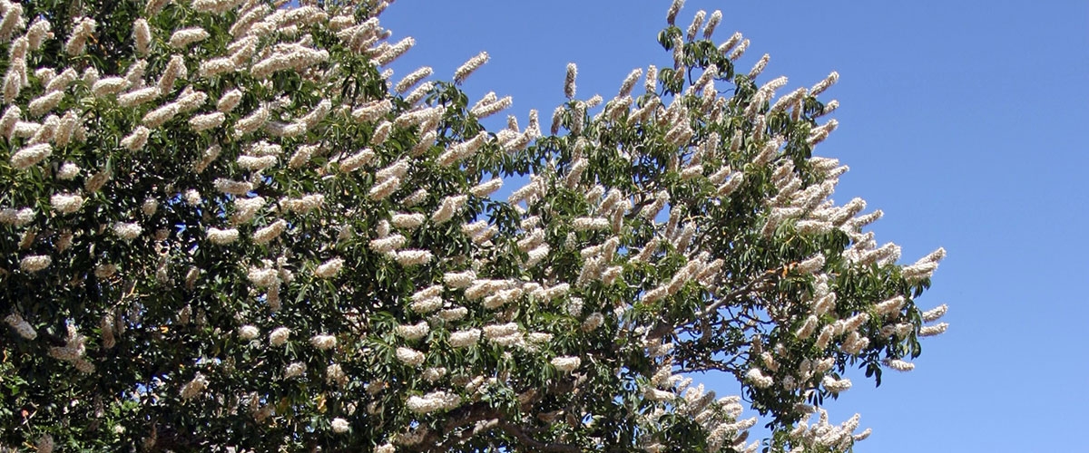 California buckeye's many spikes of frilly white flowers growing in clusters, against a blue sky 
