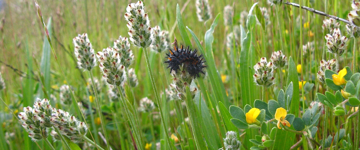 Black and orange fuzzy Bay Checkerspot Butterfly caterpillar curled atop a dwarf plantain's white-clustered flowers