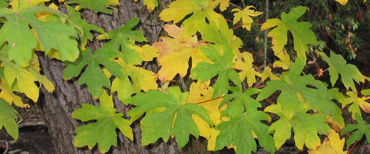 Huge, lobed, green and yellow Bigleaf Maple leaves