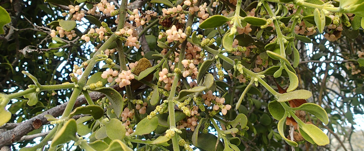 Close-up of Mistletoe's white berries and thick, pale green leaves and branches