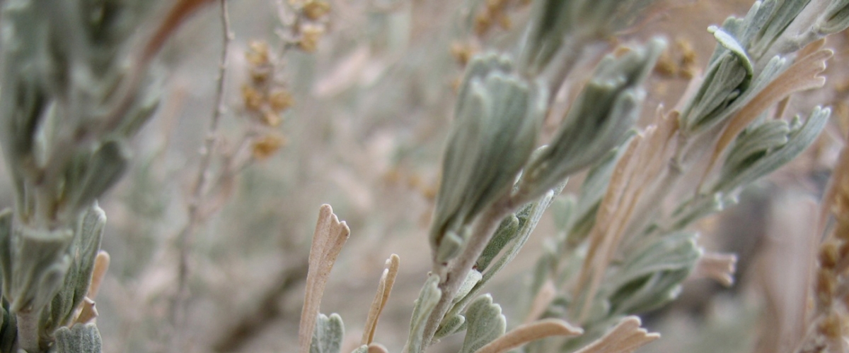 Close-up of soft, pale green Sagebrush leaves