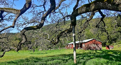 Small red barn in green field under the branches of an oak tree