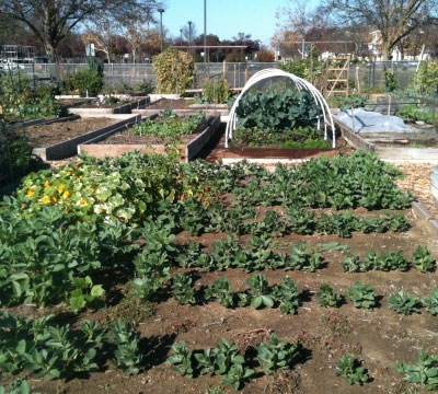 Community Garden with raised beds and rows of plants