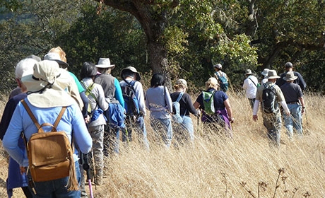 Long line of hikers walking through tall brown grass next to oak trees