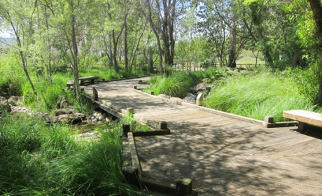 Edith Morley Park with raised wooden walking boardwalks through green trees and over a creek