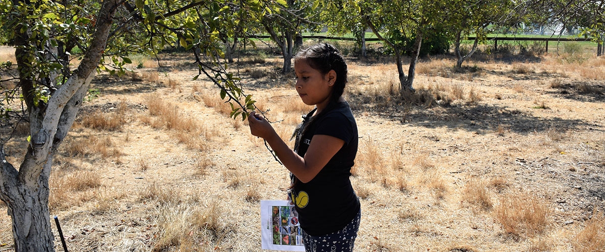 Student examining tree in Guadalupe River Park