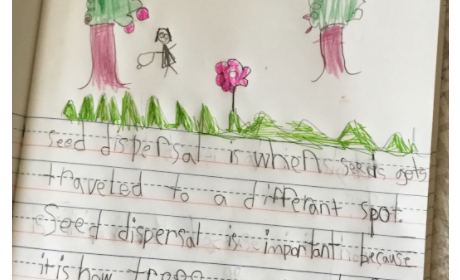 Kid's notes from seed dispersal educational video