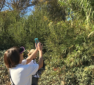 Woman holding up phone to take photo of large green bushes