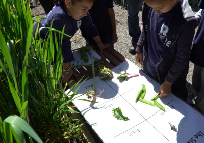 Students doing plant science activity in garden