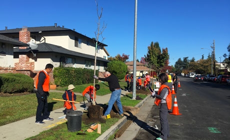 Group of people in bright orange vests planting trees along neighborhood sidewalk 