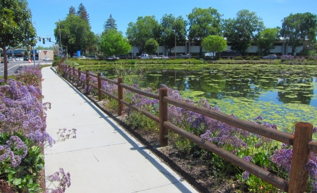 Sidewalk bordered by purple flowers next to Campbell South Page Ponds across from busy street