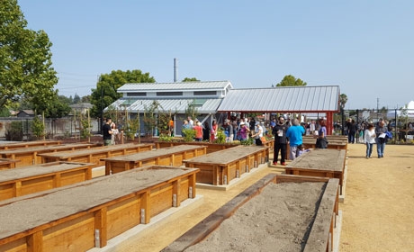 Raised garden beds with community building in background
