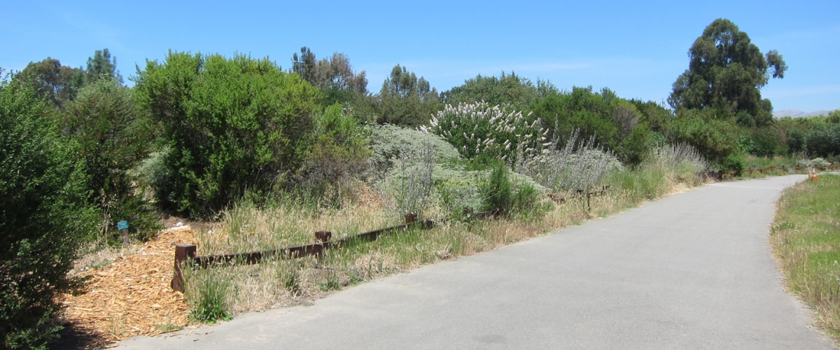 Ulistac Natural Area paved trail surrounded by plants and trees