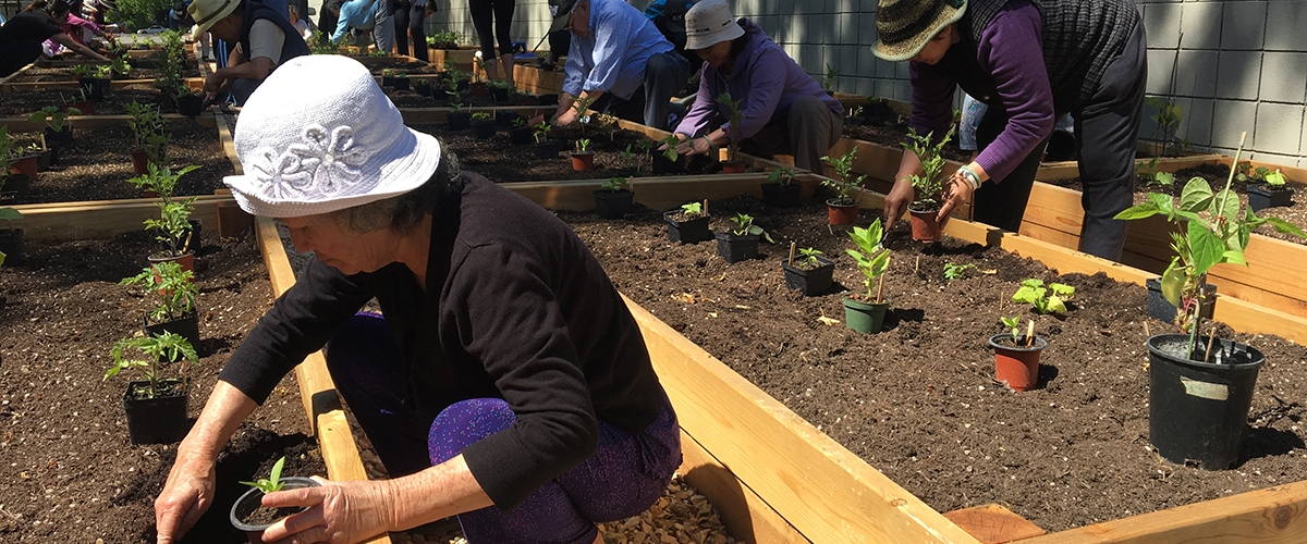 Community members placing plants in raised garden beds