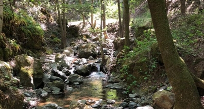 Shady forest with creek and moss-covered rocks