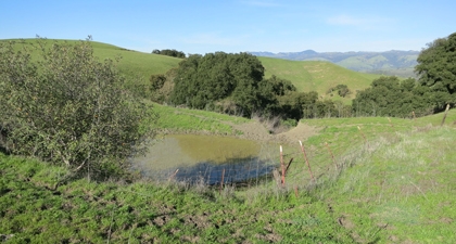 Small pond surrounded by grass and small trees with rolling hills in distance