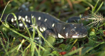California Tiger Salamander on green grass