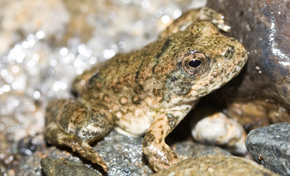 Foothill yellow-legged frog sitting between rocks and pebbles
