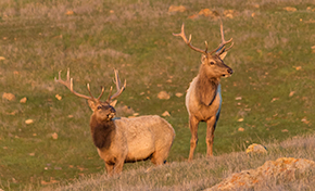Two tule elk bulls with large antlers standing on brown and green hillside