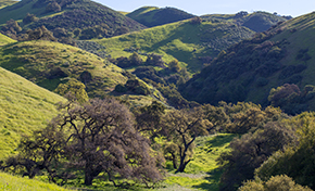 Rolling green hills with oak trees at bottom of small canyon