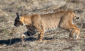 Bobcat walking across brown grass