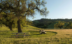 Picnic tables in sunny green field under large oak trees, hills in background under blue sky