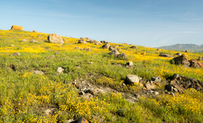 Hillside covered in green grass, yellow wildflowers, and scattered rocks