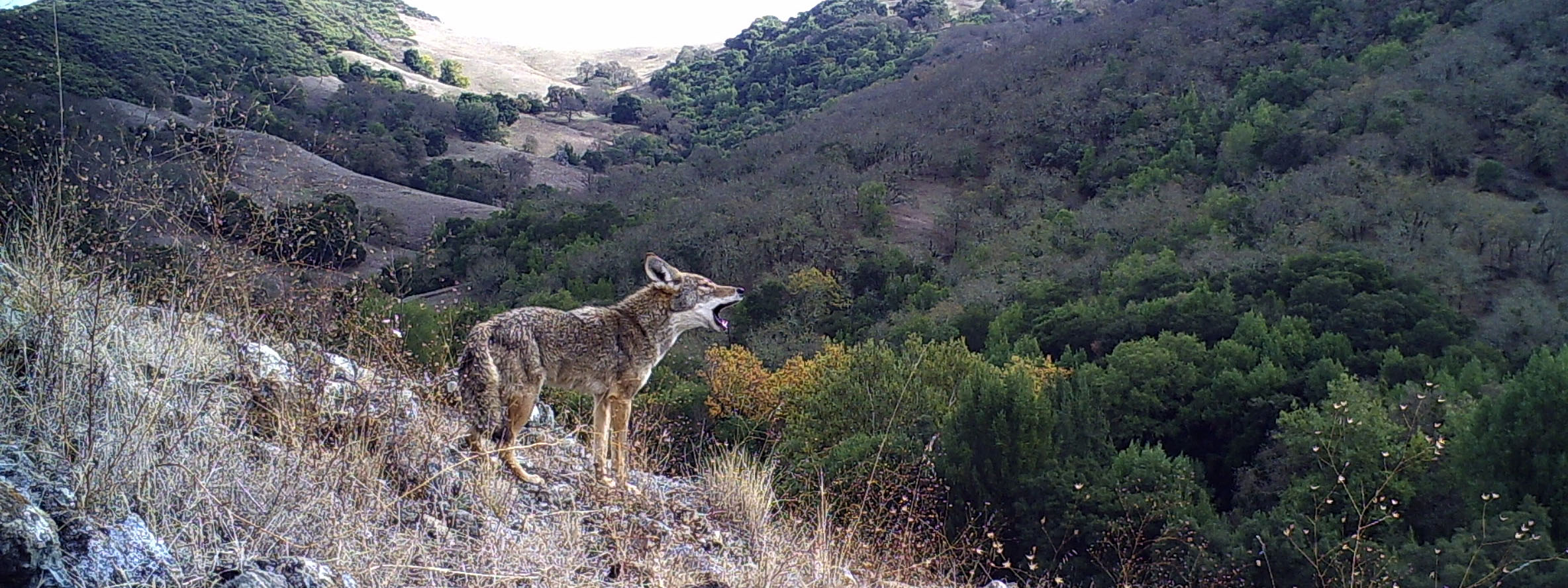 Coyote howling on grassy hillside with rocks and oak woodland in background